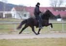 Hugsýn vom Pfaffenbuck II0644